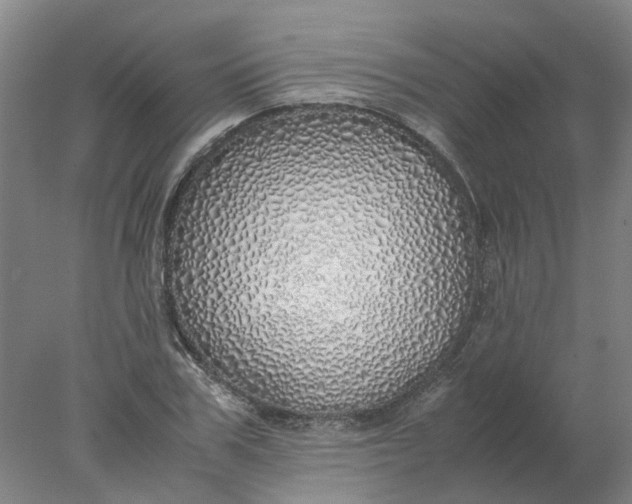 X0000077990979200611101724