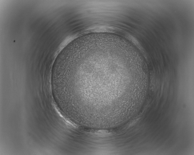 X0000077990986200611101724