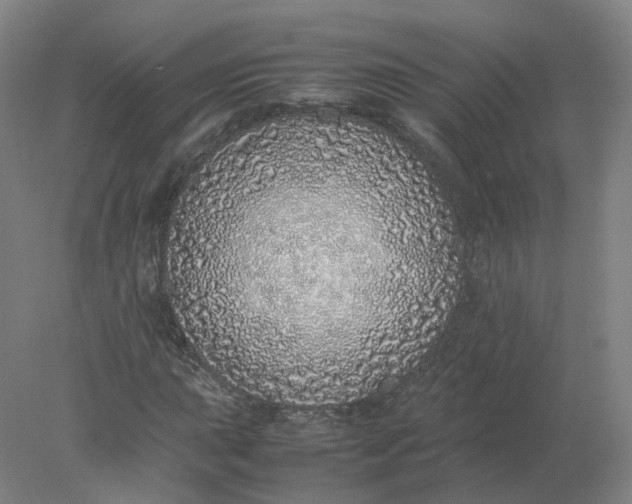 X0000077991015200611101722