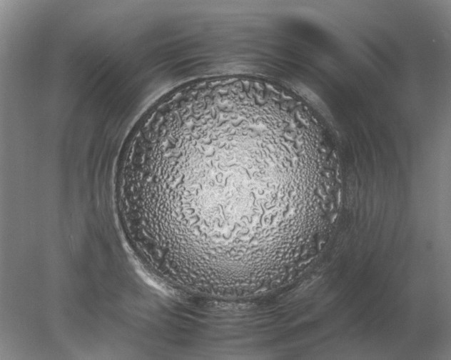 X0000077991039200611101723