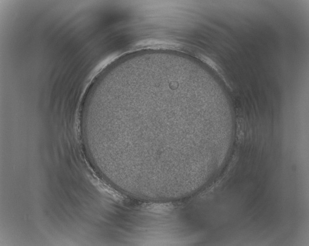 X0000077991074200611101722