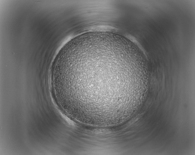 X0000077991083200611101722