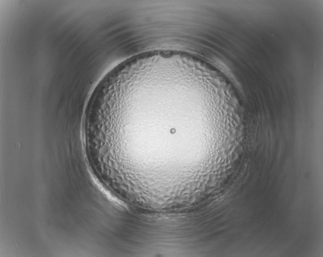 X0000077991084200611101722