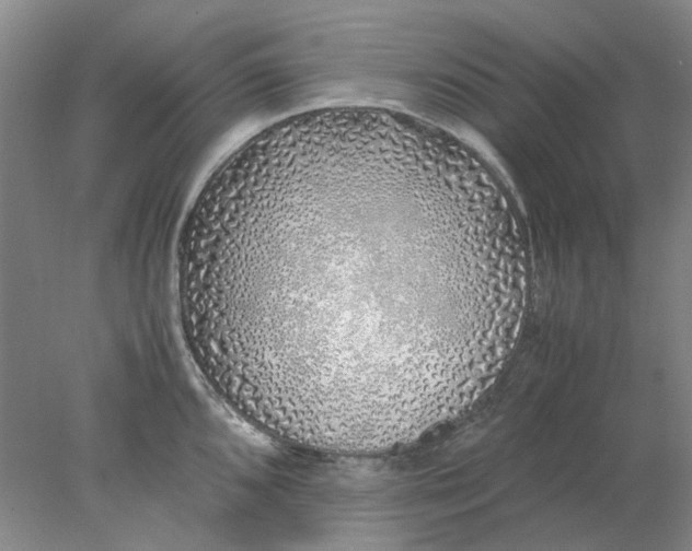 X0000077991096200611101722