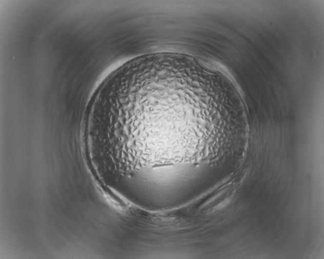 X0000077991149200611101721