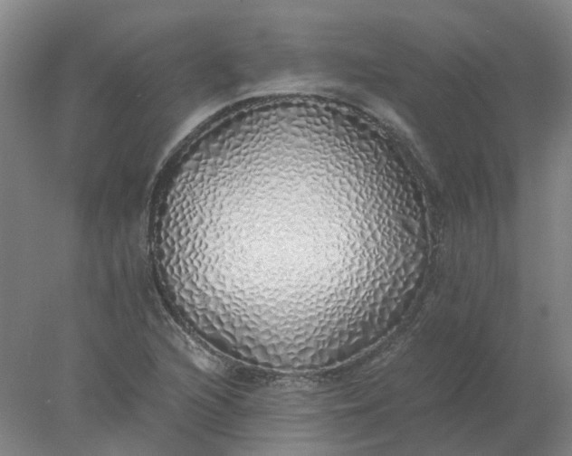 X0000077991216200611101719