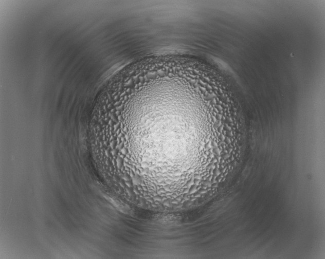 X0000077991217200611101719