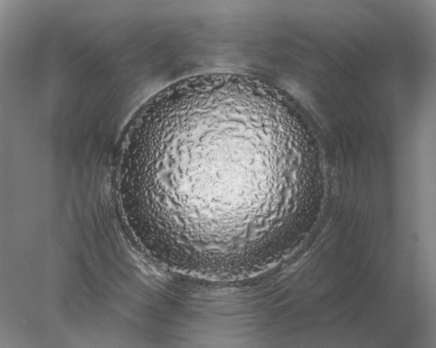 X0000077991260200611101719