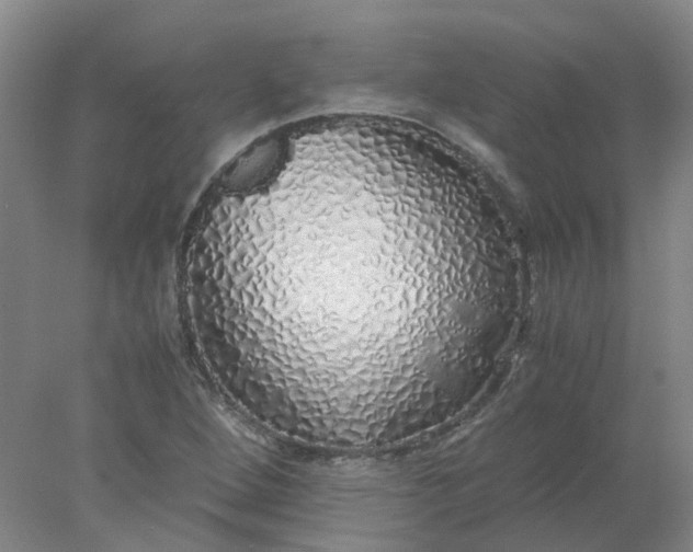 X0000077991264200611101719