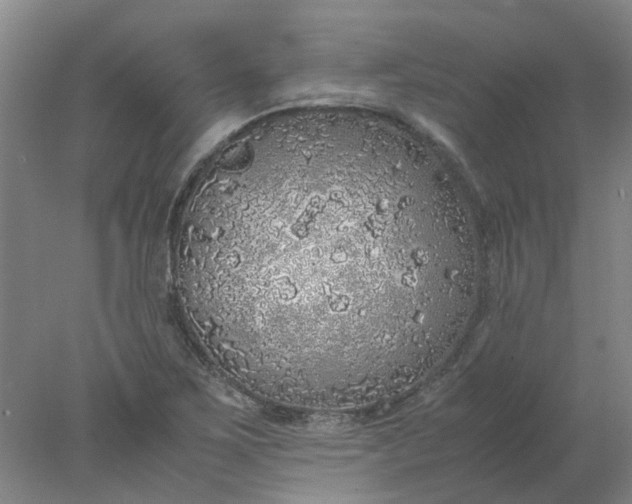 X0000077991267200611101719