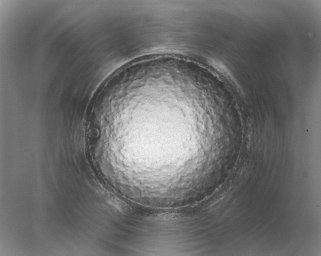 X0000077991268200611101719