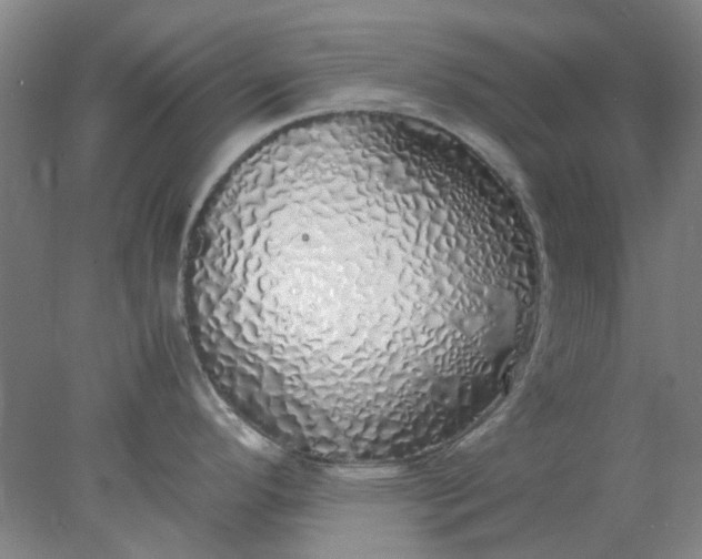 X0000077991296200611101718