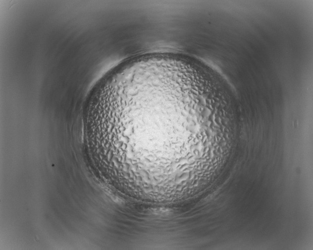 X0000077991317200611101718