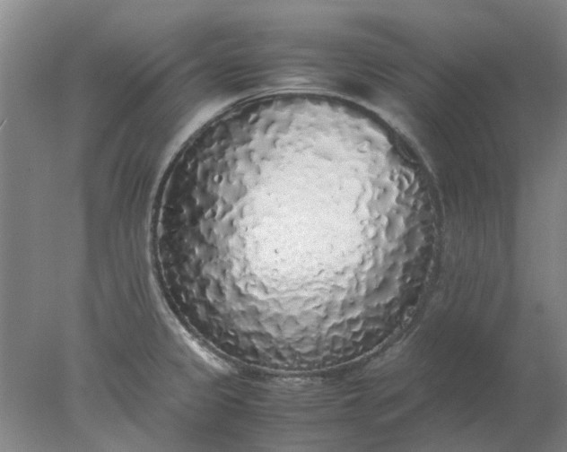 X0000077991333200611101718