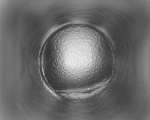 X0000077991335200611101718