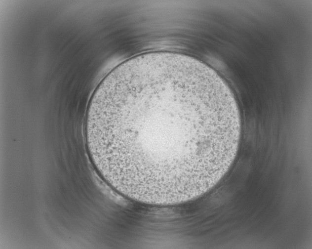 X0000077991338200611101718