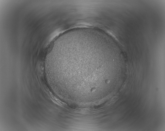 X0000077991355200611101717