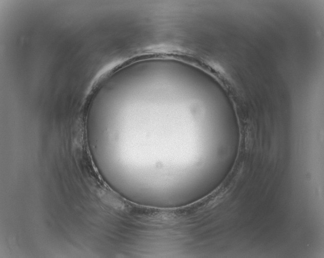 X0000077991358200611101717