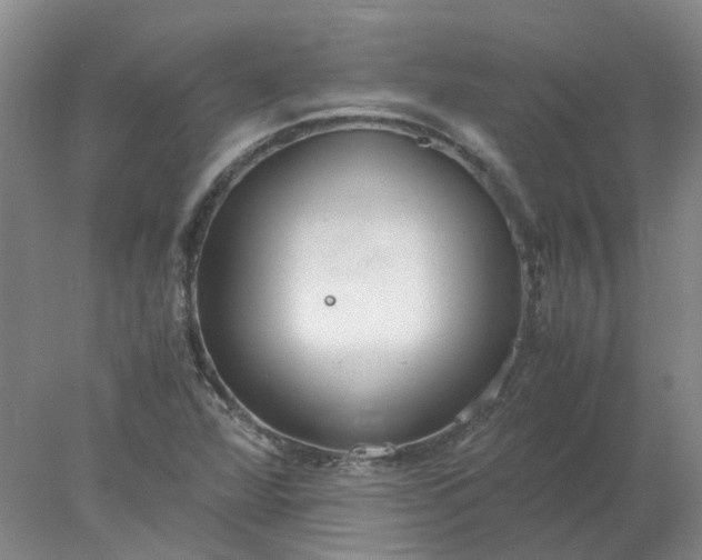 X0000077991360200611101717