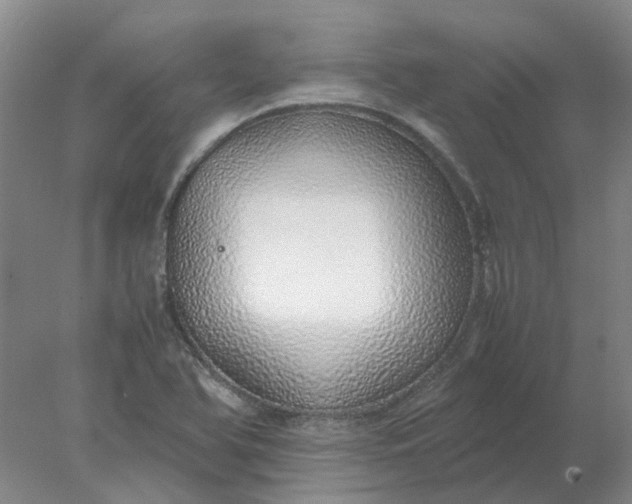 X0000077991366200611101717