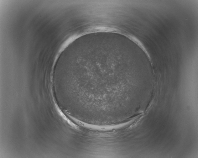 X0000077991381200611101717