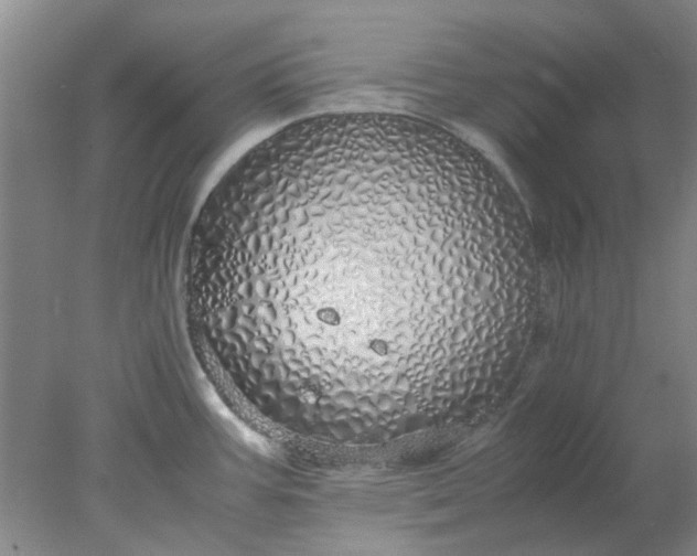 X0000077991387200611101717