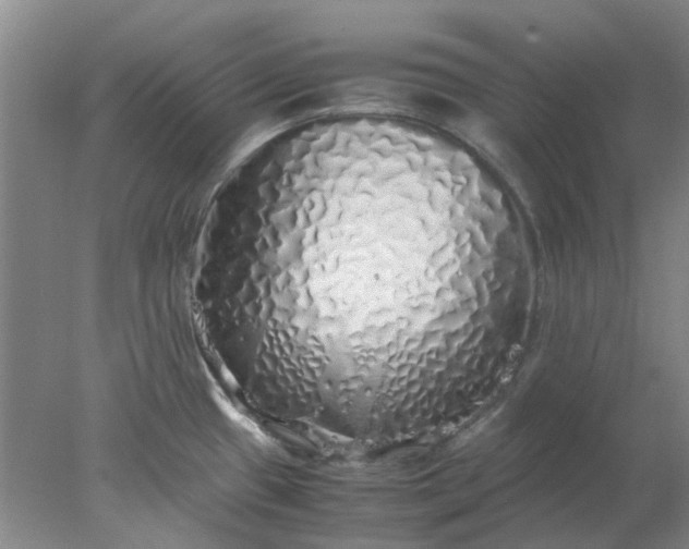 X0000077991433200611101717