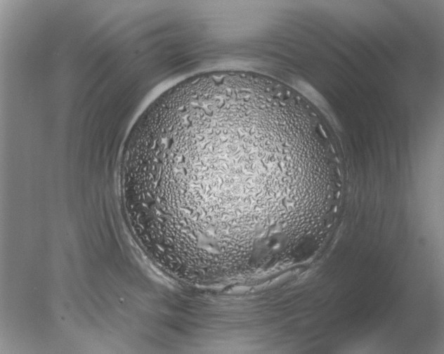 X0000077991436200611101717