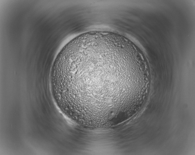 X0000077991440200611101717