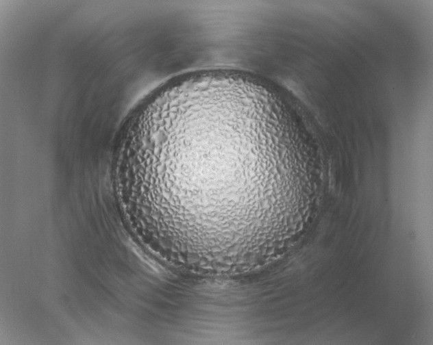 X0000077991452200611101716