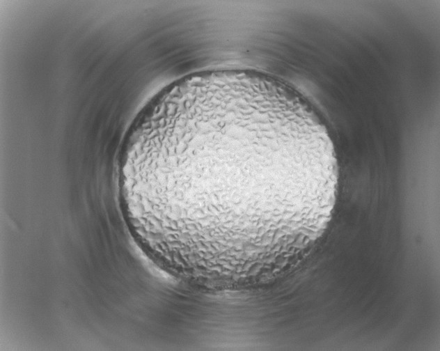 X0000077991476200611101715