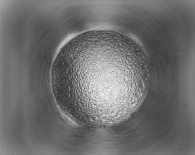 X0000077991480200611101715