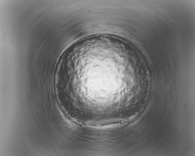 X0000077991513200611101715