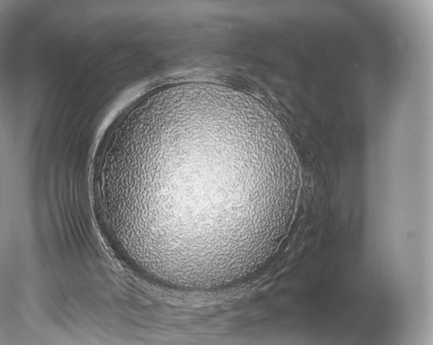 X0000077990006200611171806