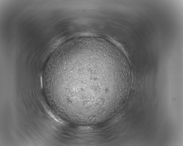 X0000077990061200611171805