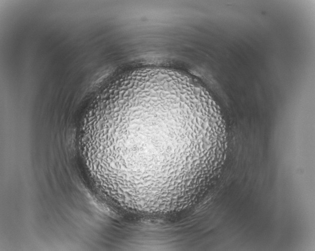 X0000077990066200611171805