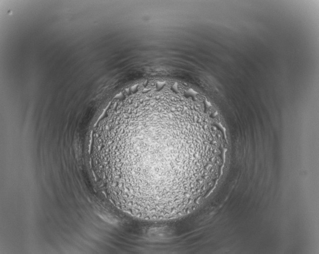 X0000077990173200611171804