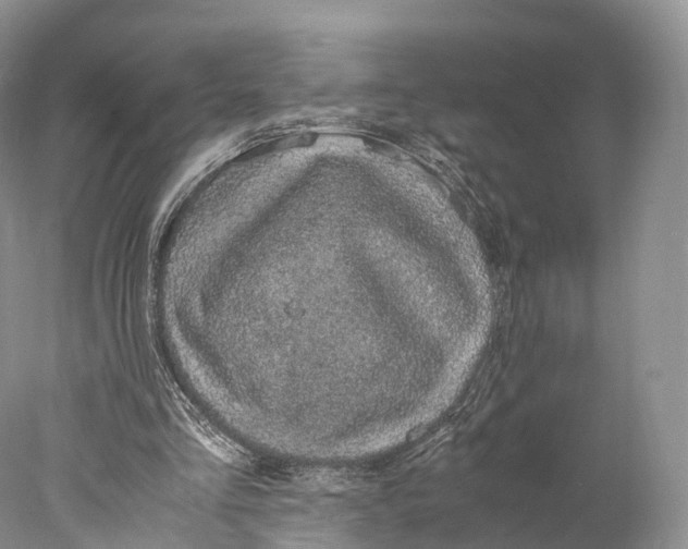 X0000077990293200611171802