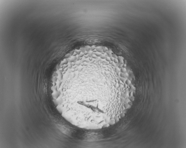 X0000077990315200611171801