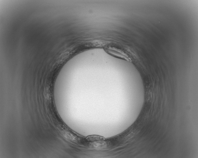 X0000077990317200611171801