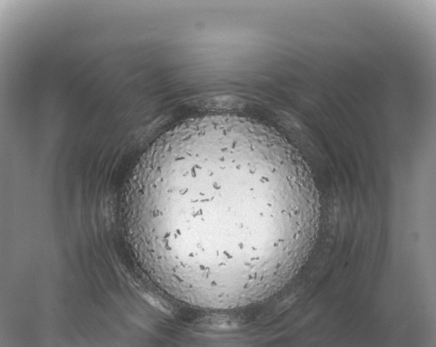 X0000077990326200611171801