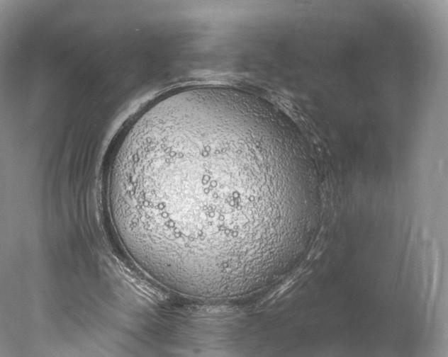 X0000077990342200611171800