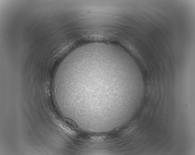 X0000077990450200611171759