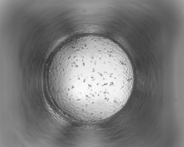 X0000077990482200611171758