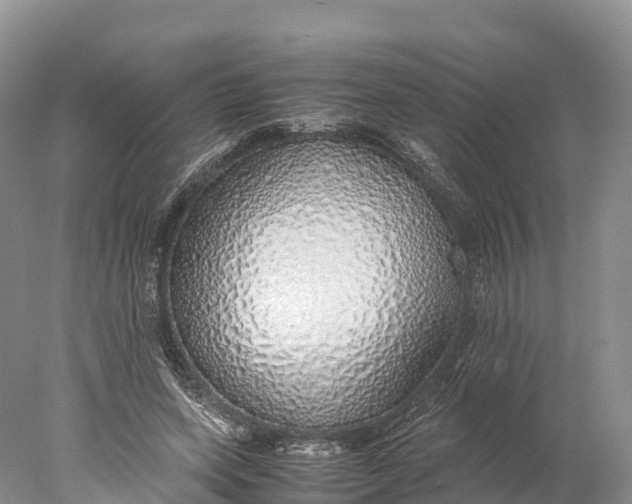 X0000077990543200611171757