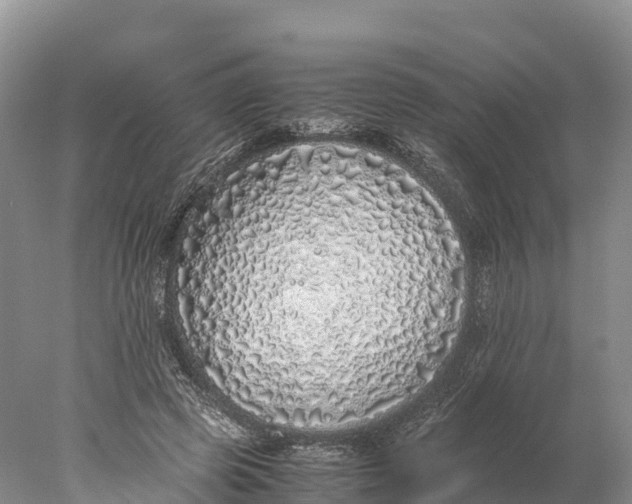 X0000077990545200611171757