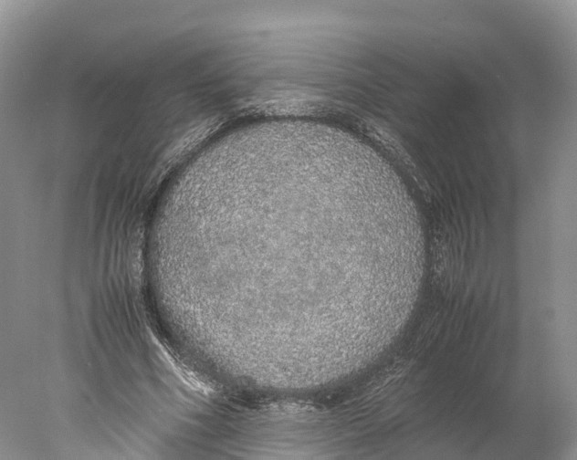 X0000077990586200611171757