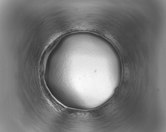 X0000077990626200611171755