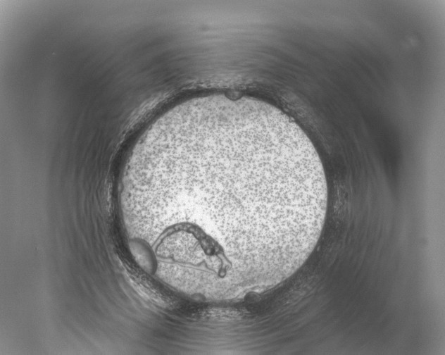 X0000077990636200611171755