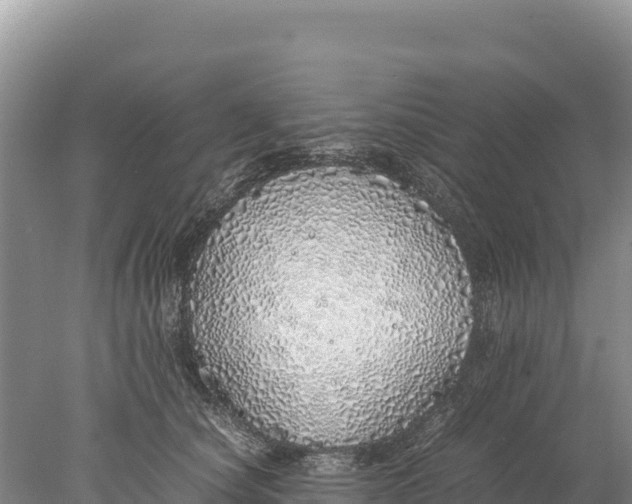 X0000077990660200611171756